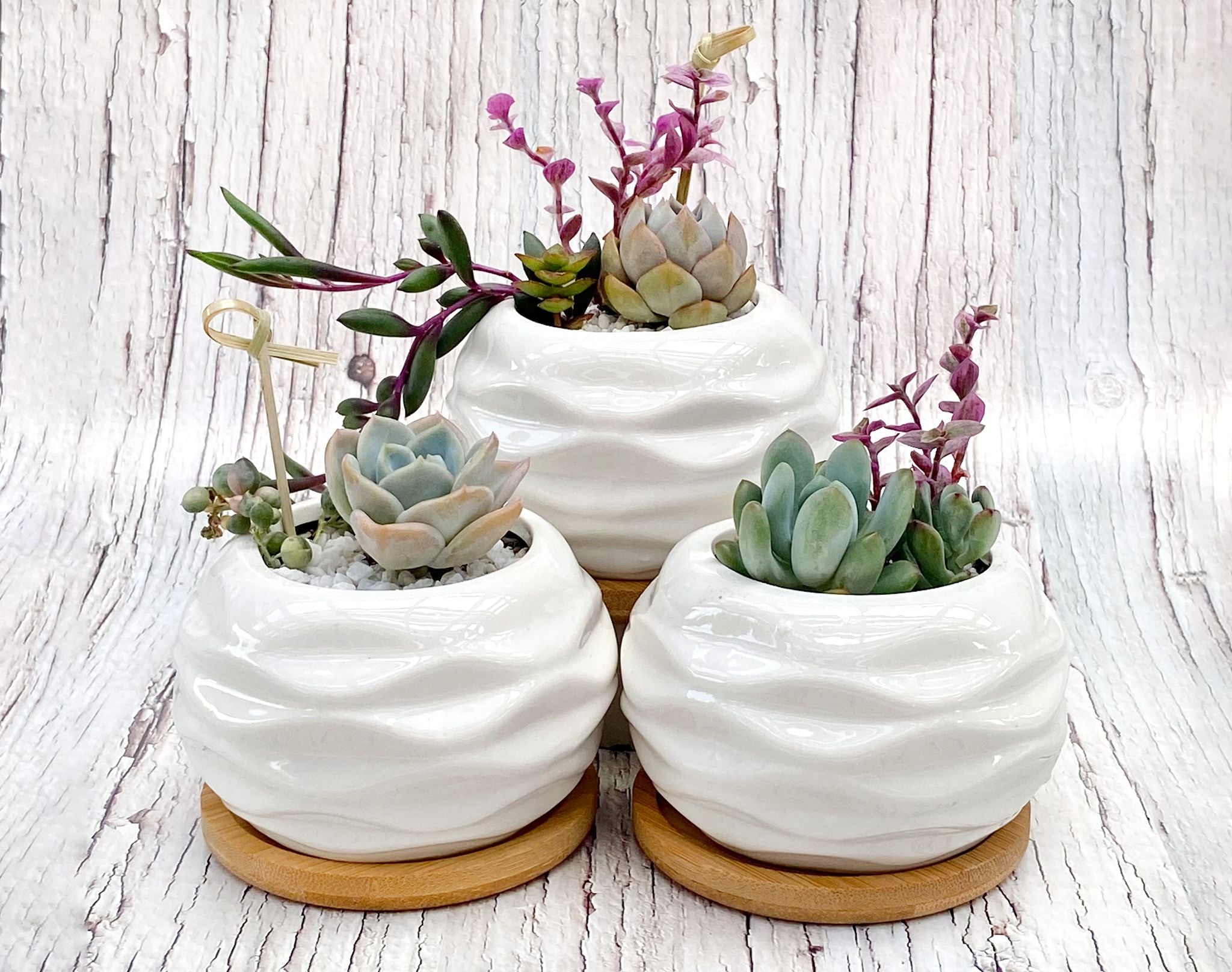 Leaf & Chick - Regular Planters ($21) - 1