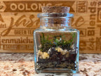 Rita Dora Gallery - 93100500 Mini Moss Terrarium - 3