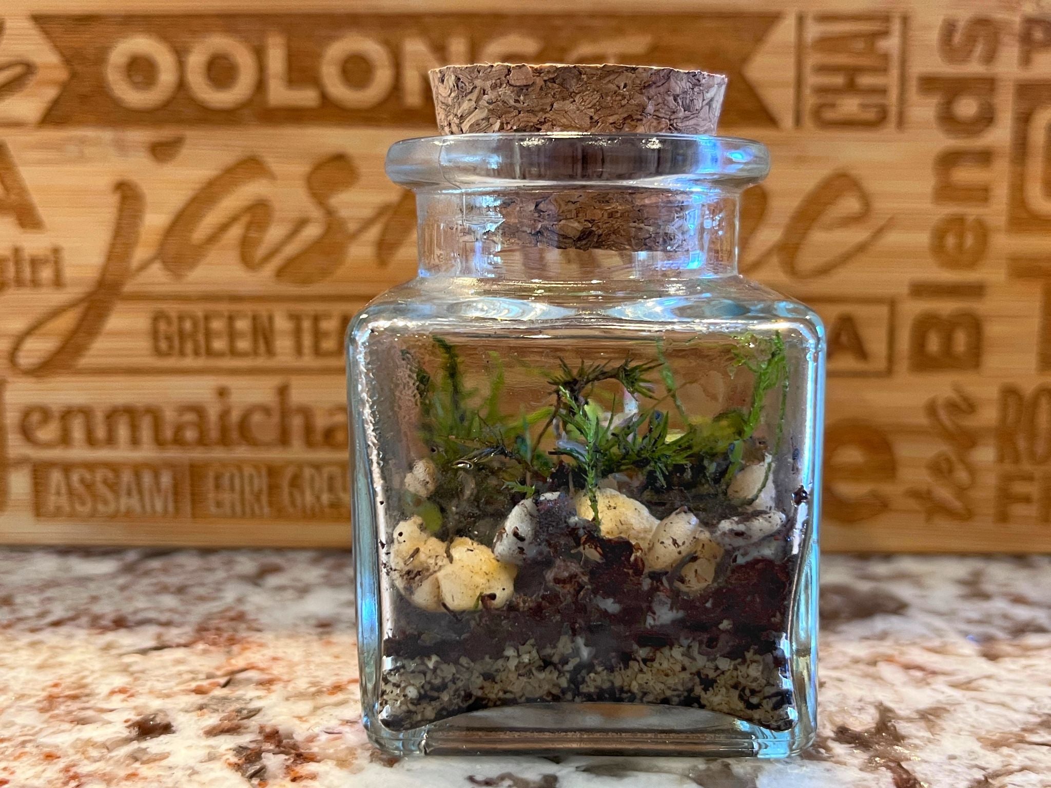 Rita Dora Gallery - 93100500 Mini Moss Terrarium - 3