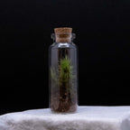 Rita Dora Gallery - 93100500 Mini Moss Terrarium - 2