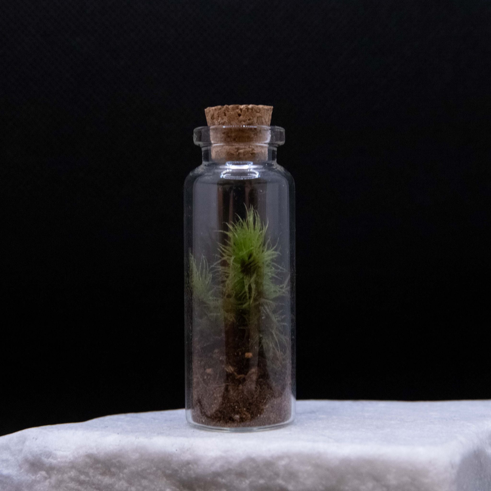 Rita Dora Gallery - 93100500 Mini Moss Terrarium - 2