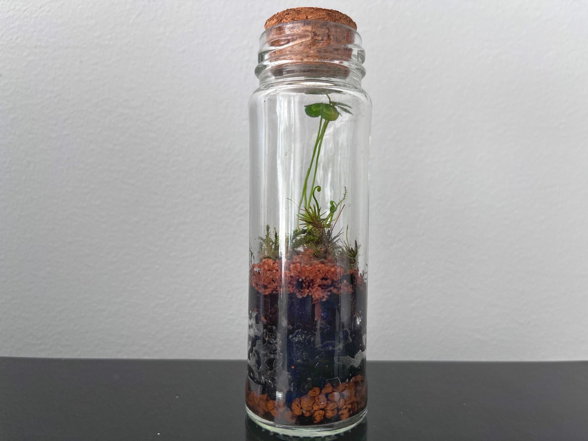 Rita Dora Gallery - 93100500 Mini Moss Terrarium - 4