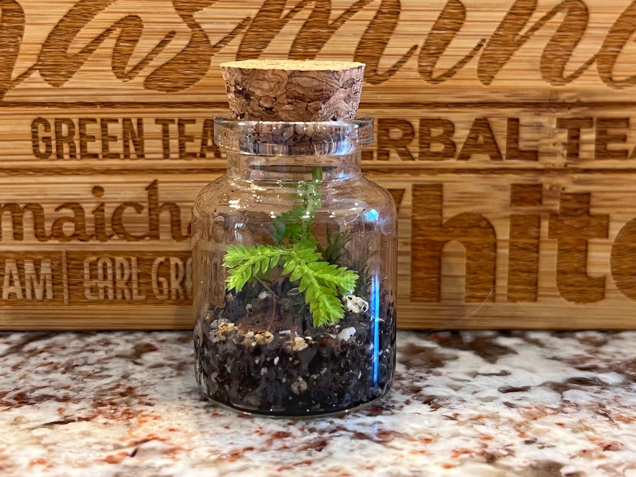 Rita Dora Gallery - 93100500 Mini Moss Terrarium - 1